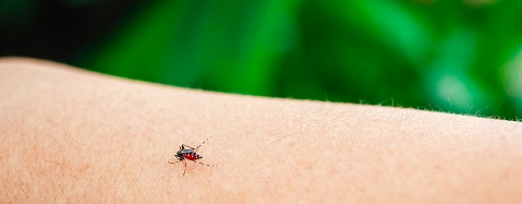 Malariamyg