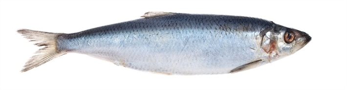 Sild