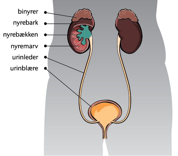 Tegning af nyrebækkenet