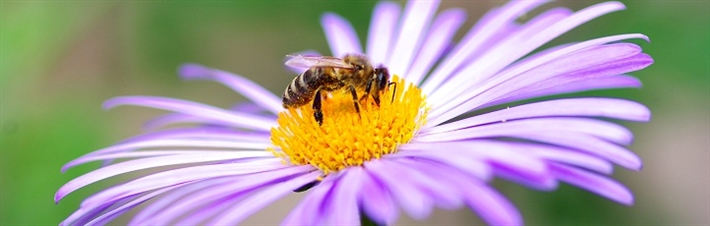 Bi i blomst