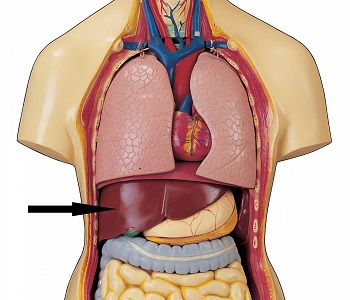 Torso med lever