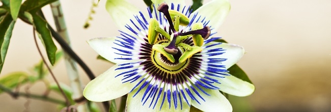 Passionsblomst